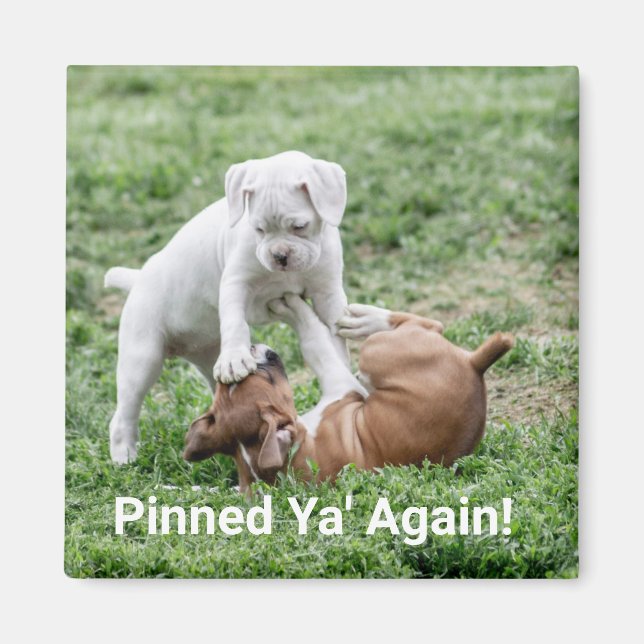 Baby Boxer-valpar Magnet (Framsidan)