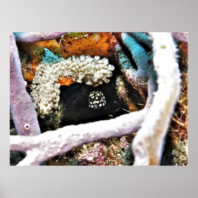Baby Boxfish Poster (Framsidan)