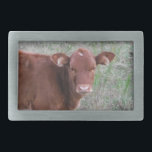 Baby Brown Cow ansikte<br><div class="desc">Baby Brown Cow ansikte. Foto av Sandy Closs. Björn från brunkor (tjurar i baby),  gårdar av typen "husdjur""boskap""kogåvor""koskel""jordbruksdekor"</div>