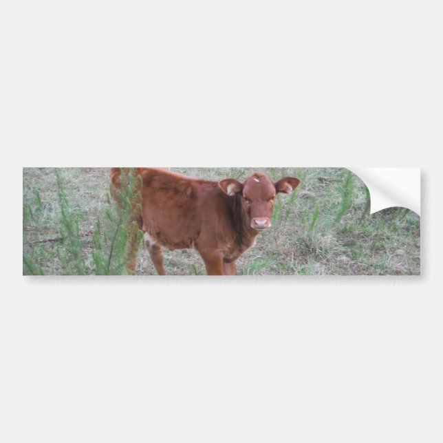 Baby Brown Cow. Bildekal (Framsidan)