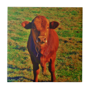 BABY BROWN COW EATING KAKELPLATTA