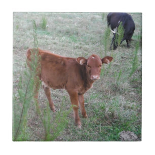 Baby Brown Cow. Kakelplatta