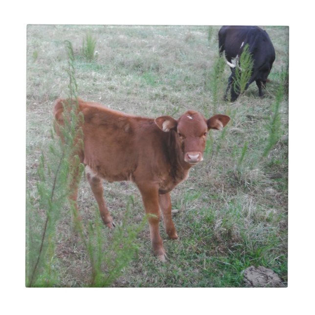Baby Brown Cow. Kakelplatta (Framsidan)