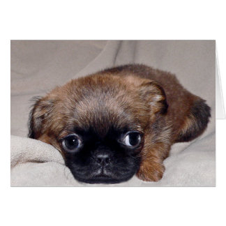Baby Bryssel Griffon Hälsningskort