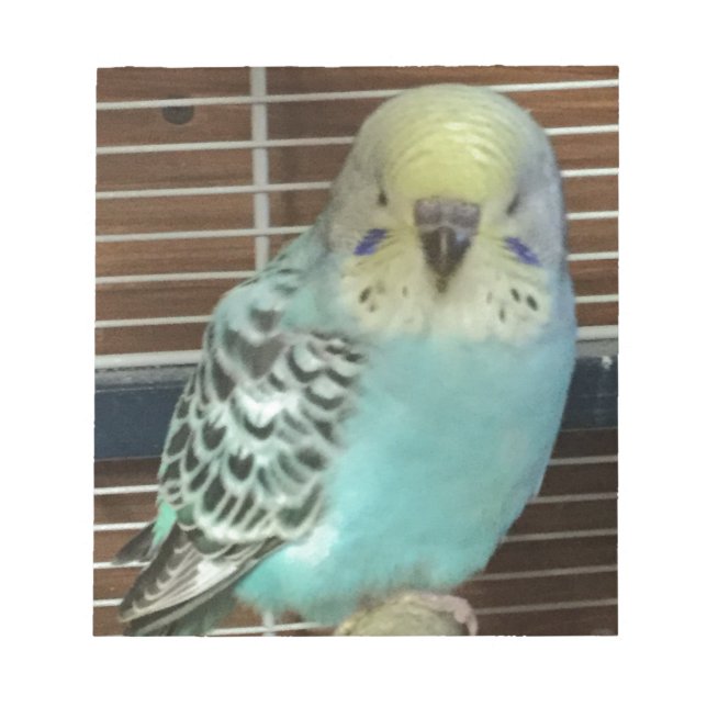 Baby budgie anteckningsblock (Framsida)