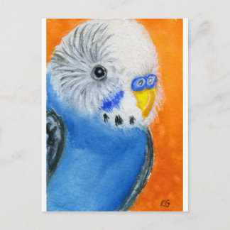 Baby Budgie Vykort