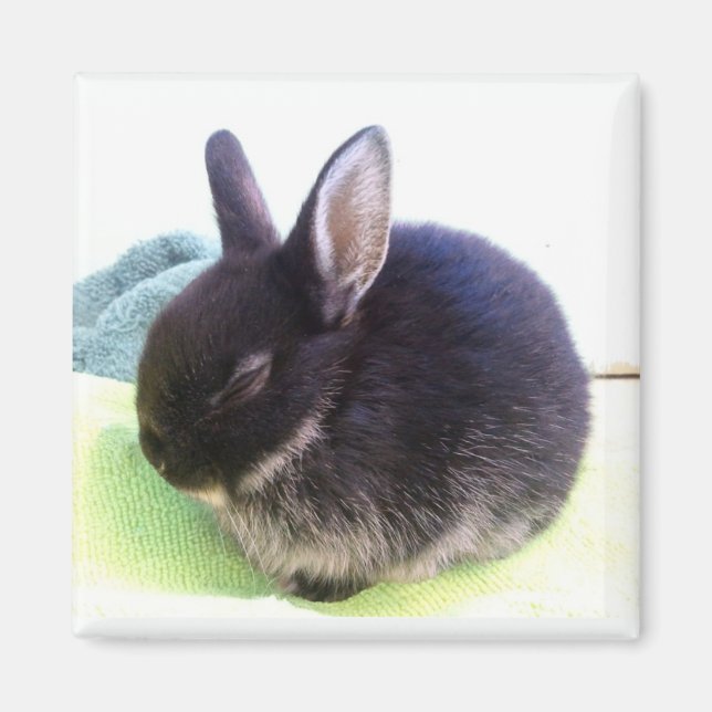 Baby Bun Magnet - Sydney (Framsidan)