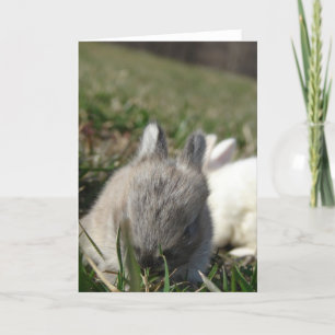 Baby Bunnies Kort