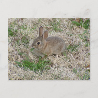 Baby Bunny Chewing Vykort