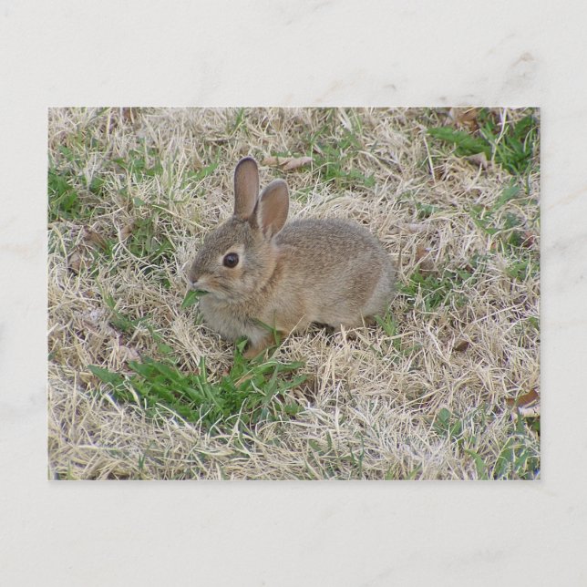 Baby Bunny Chewing Vykort (Framsida)