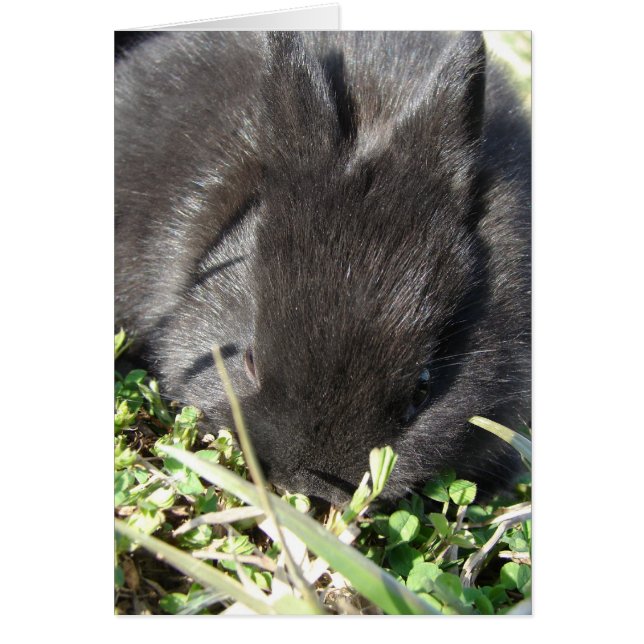 Baby Bunny Hälsningskort (Framsidan)