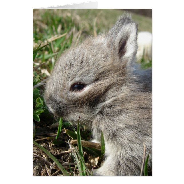 Baby Bunny Hälsningskort (Framsidan)