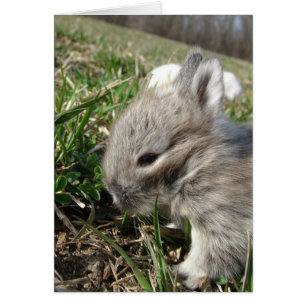 Baby Bunny Hälsningskort
