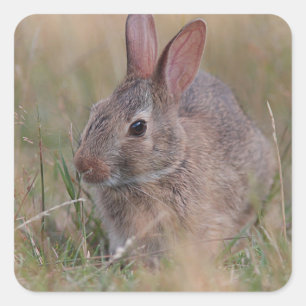Baby bunny i gräset fyrkantigt klistermärke
