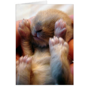 Baby Bunny i Hand Hälsningskort