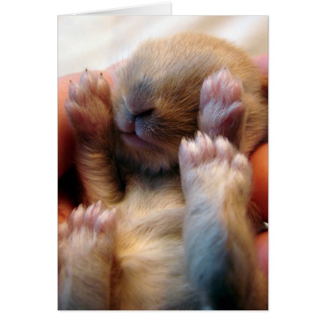 Baby Bunny i Hand Hälsningskort (Framsidan)