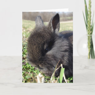 Baby Bunny Kort