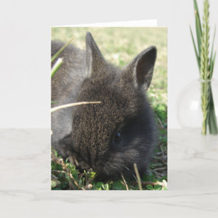 Baby Bunny Kort