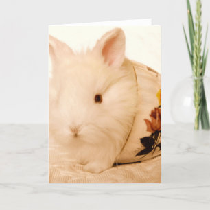 Baby Bunny Kort