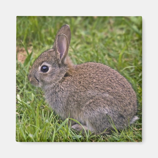 Baby Bunny Magnet (Framsidan)