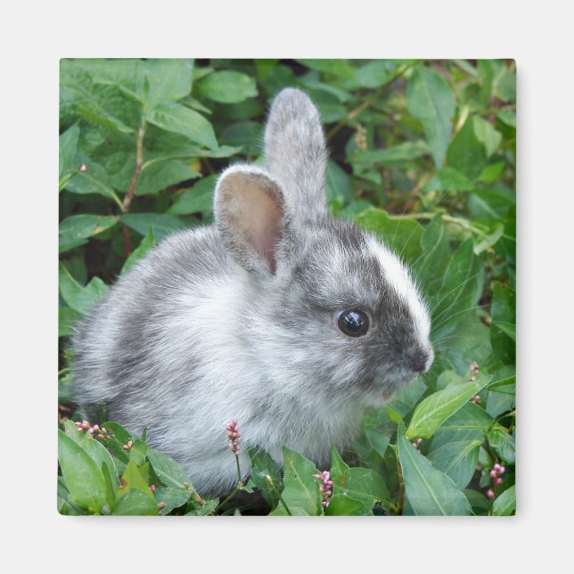 Baby bunny magnet (Framsidan)