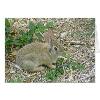 Baby Bunny och Löv Hälsningskort
