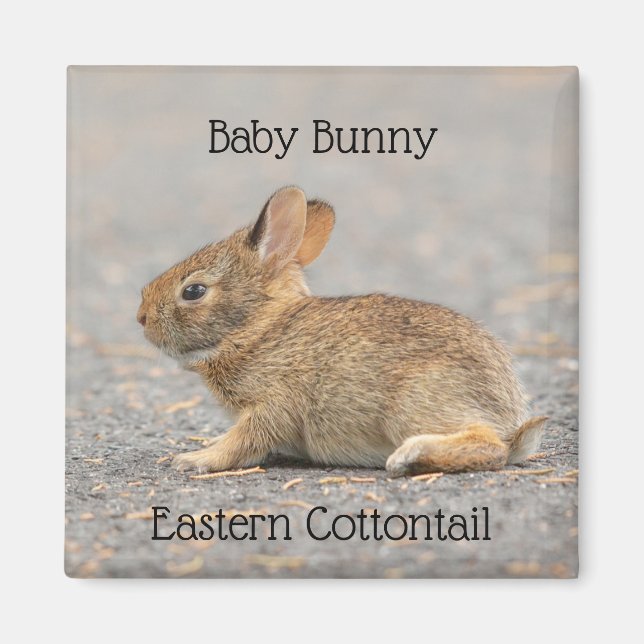 Baby Bunny Östra Cottontail Rabbit Magnet (Framsidan)
