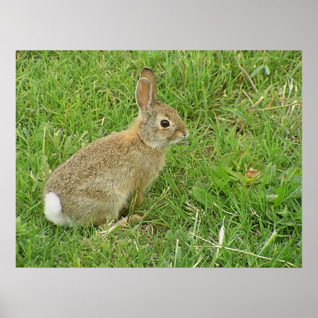 Baby Bunny på Gräsmatta Poster (Framsidan)