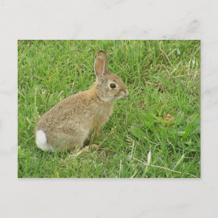 Baby Bunny på Gräsmatta Vykort