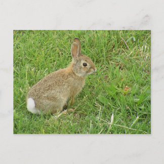 Baby Bunny på Gräsmatta Vykort