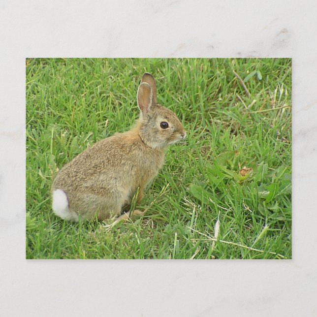 Baby Bunny på Gräsmatta Vykort (Framsida)