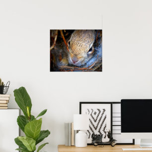 Baby Bunny Photo Print Poster