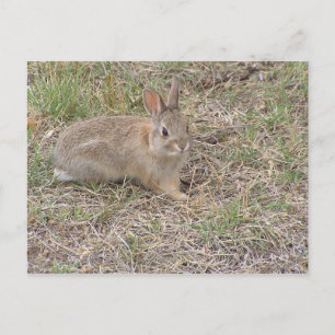 Baby Bunny Posing Vykort