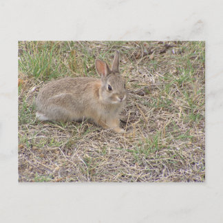 Baby Bunny Posing Vykort