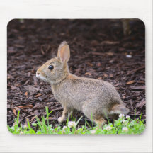 "Baby Bunny Rabbit"
