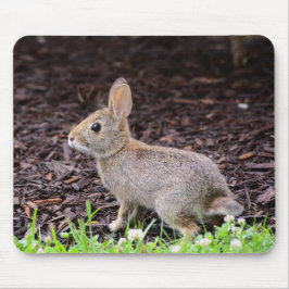 "Baby Bunny Rabbit" Musmatta