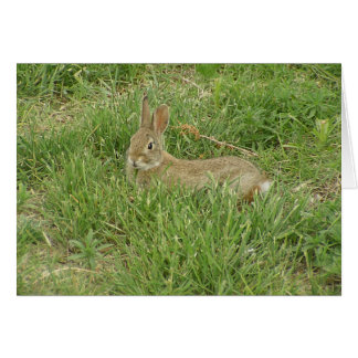 Baby Bunny Sentry Hälsningskort