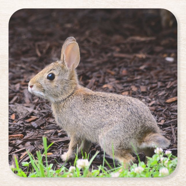 Baby Bunny Underlägg (Framsidan)