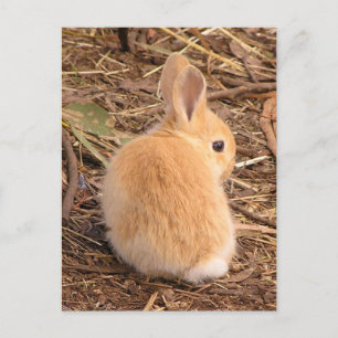Baby Bunny Vykort