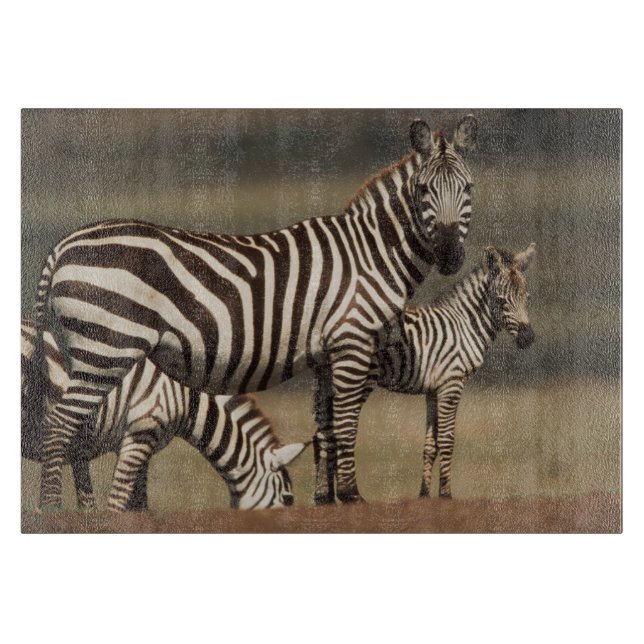 Baby Burchells zebra med mor (Framsidan)