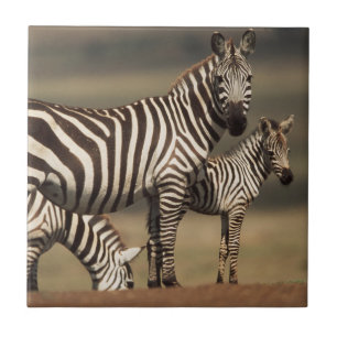 Baby Burchells zebra med mor Kakelplatta