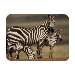 Baby Burchells zebra med mor Magnet