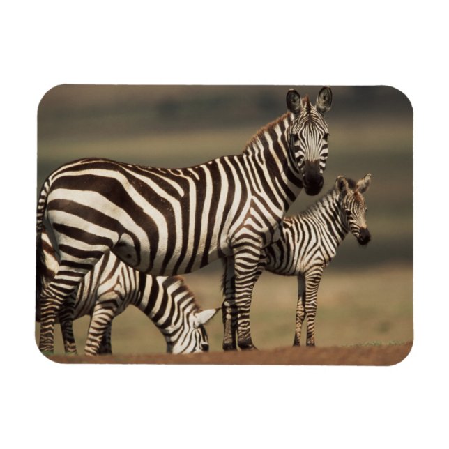 Baby Burchells Zebra med mor Magnet (Horisontell)