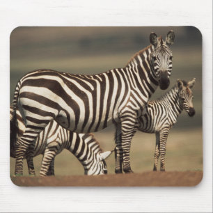Baby Burchells zebra med mor Musmatta