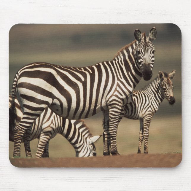 Baby Burchells Zebra med mor Musmatta (Framsidan)