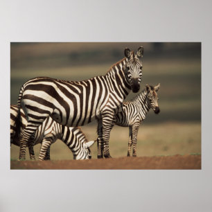Baby Burchells Zebra med mor Poster