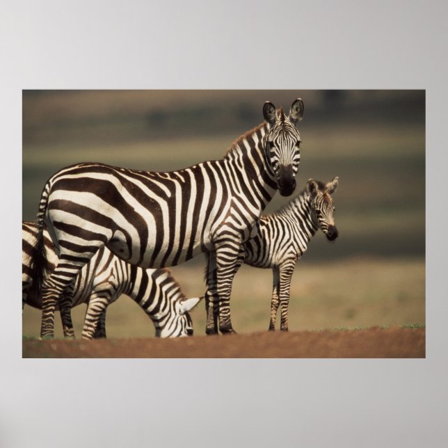 Baby Burchells Zebra med mor Poster (Framsidan)