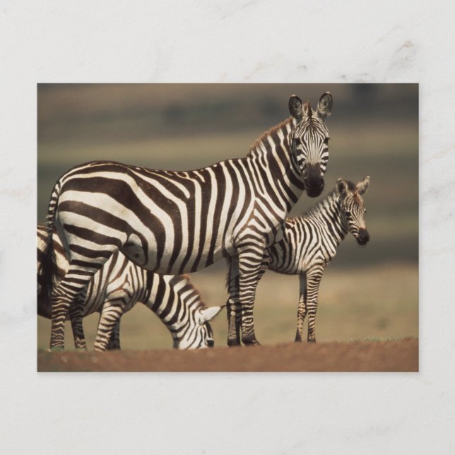 Baby Burchells Zebra med mor Vykort (Framsida)