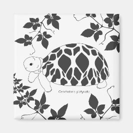 Baby Burmese Star Tortoise Magnet (lövs bw)