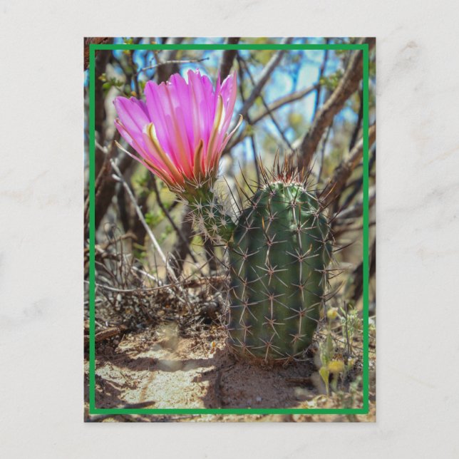 Baby Cactus Vykort (Framsida)